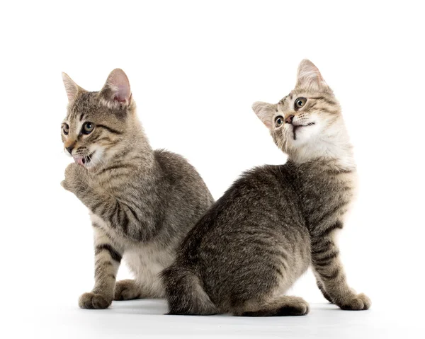 Twee tabby kittens — Stockfoto