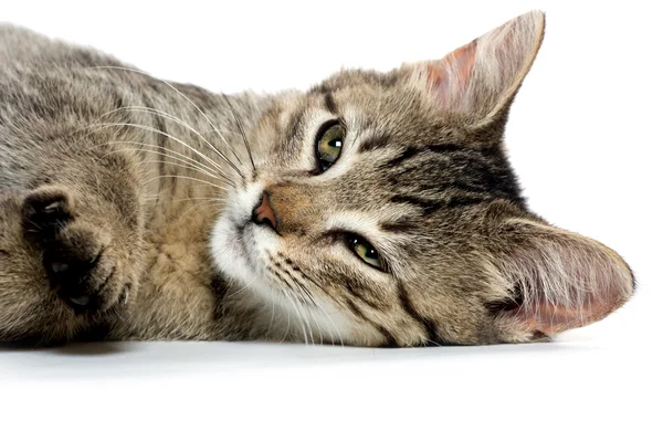 Mignon chaton tabby sur blanc — Photo