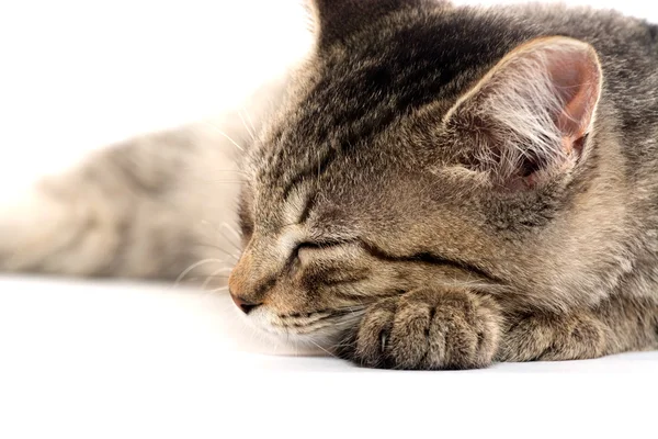 Cute tabby kitten on white — Stock Photo, Image