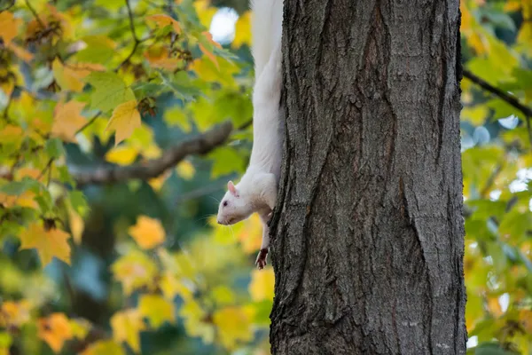 백색 다람쥐와가 — 스톡 사진