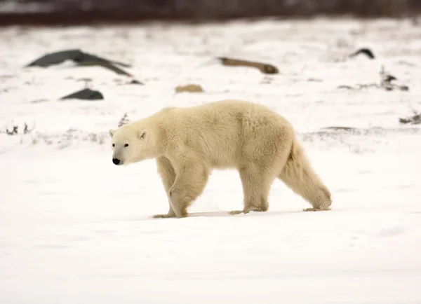 Eisbär — Stockfoto