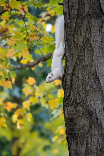 White squirrel and fall — Stock Photo, Image