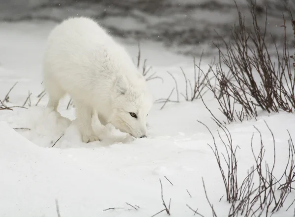 Arctic fox — стоковое фото