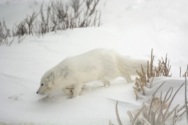 Polarfuchs — Stockfoto