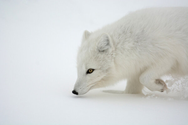 An arctic fox in the snow near Churchill, Manitoba.