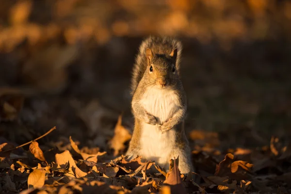 Östliches Grauhörnchen — Stockfoto