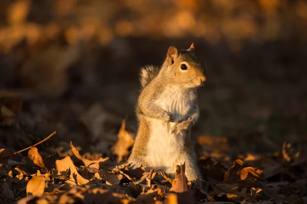 Oostelijke grijze eekhoorn — Stockfoto