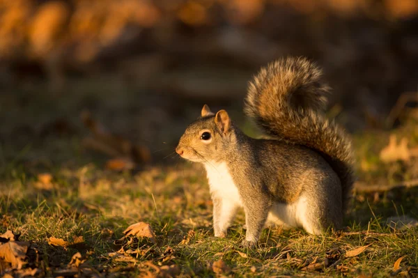 Östliches Grauhörnchen — Stockfoto