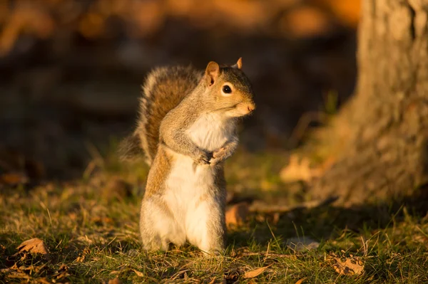 Östliches Grauhörnchen — Stockfoto