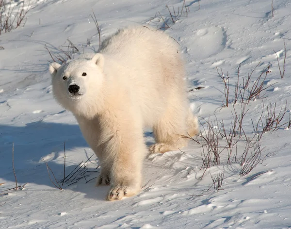 Filhote de urso polar bonito — Fotografia de Stock