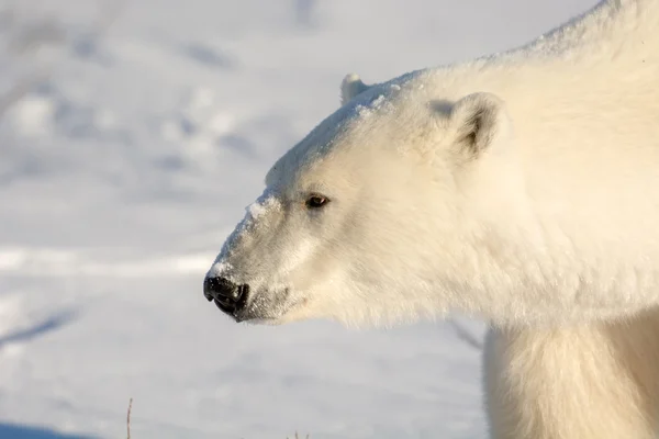 Large female polar bear — Stock Photo, Image