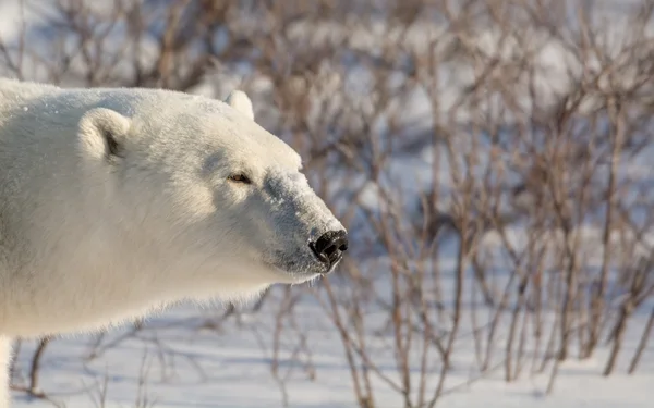 Urso polar fêmea grande — Fotografia de Stock