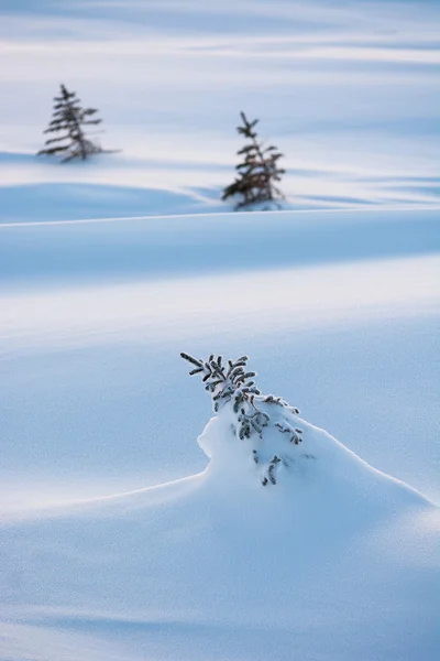 Snow background — Stock Photo, Image