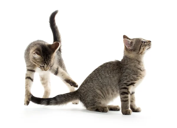 Dvě mourovatá koťata — Stock fotografie