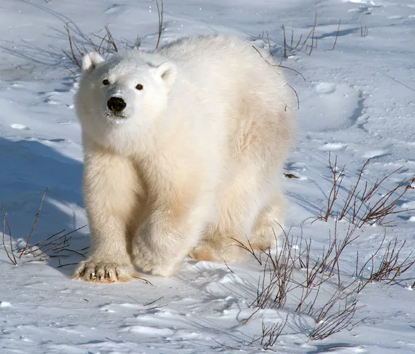 Söt isbjörn cub — Stockfoto