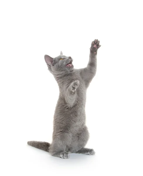 Roztomilý šedé kotě — Stock fotografie
