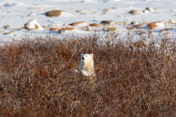 Filhote de urso polar — Fotografia de Stock