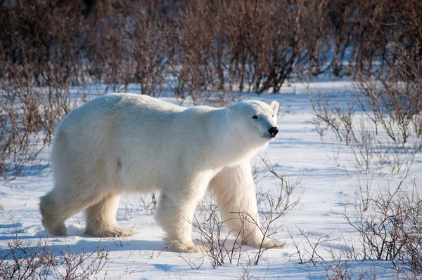Büyük dişi kutup ayısı — Stok fotoğraf