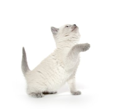 Beyaz üzerinde oynarken sevimli kedi yavrusu