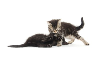 beyaz üzerine iki yavru kedi