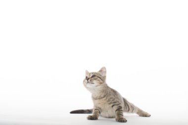 şirin tabby yavru kedi