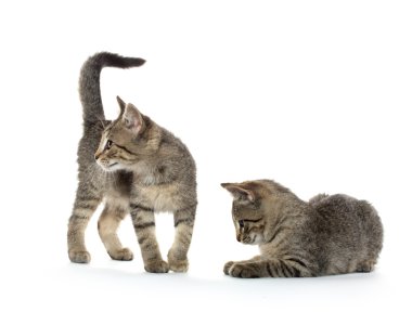 iki tabby yavru kedi