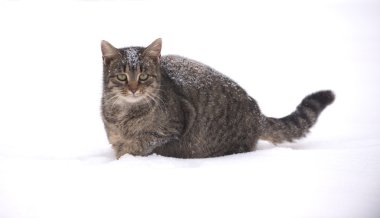 Karda Tabby yavru kedi