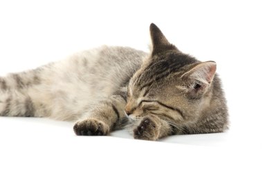 şirin tabby yavru kedi