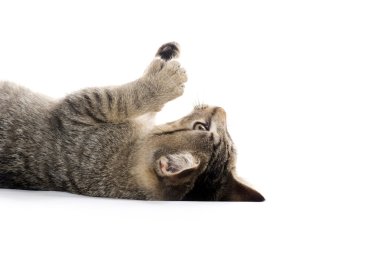 şirin tabby yavru kedi