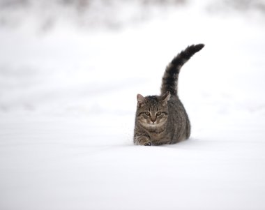 Karda Tabby yavru kedi