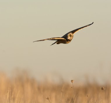 Kısa kulaklı baykuş