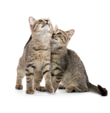 iki tabby yavru kedi