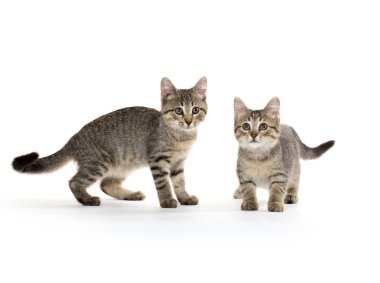 iki tabby yavru kedi
