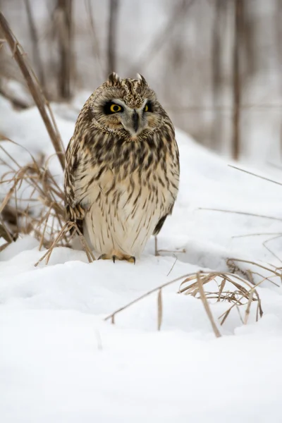 Short Eared Owl — Stock Photo, Image
