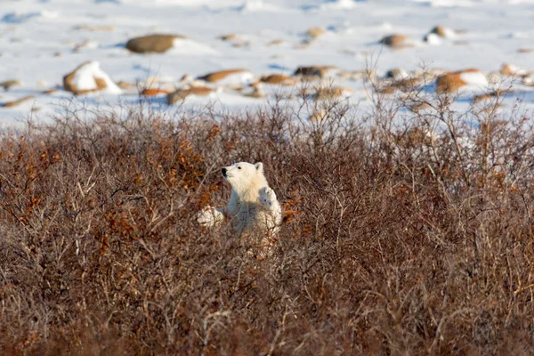 Cachorro oso polar — Foto de Stock