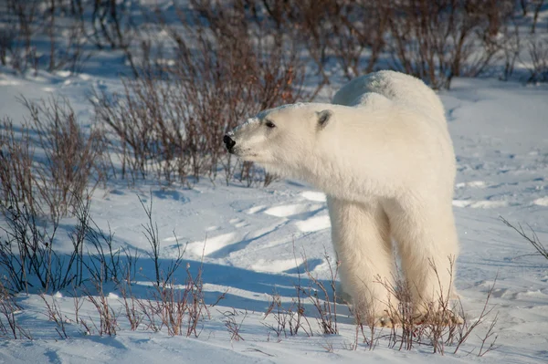 Grote vrouwelijke ijsbeer — Stockfoto