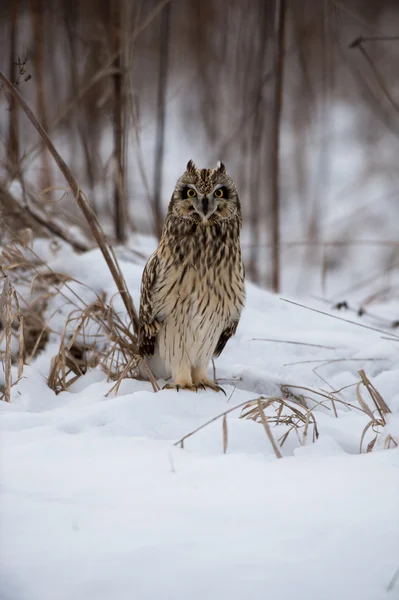 Short Eared Owl — Stock Photo, Image