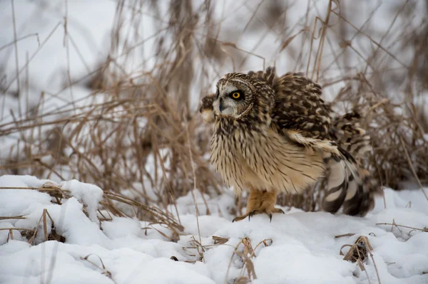 Short eared owl — Stockfoto