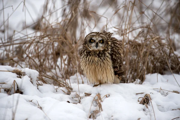 Short Eared Owl — Stock Photo, Image