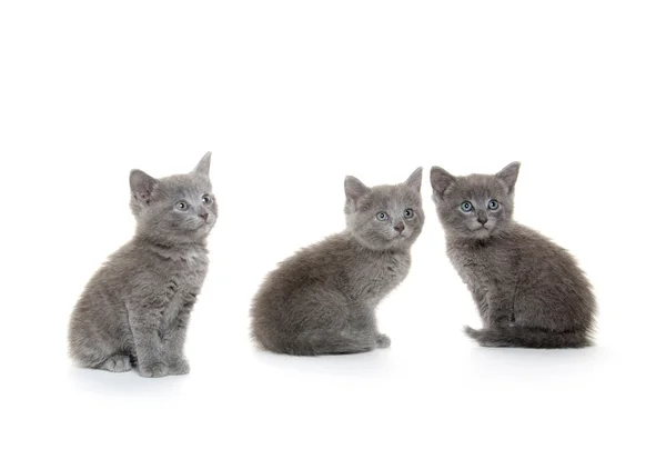 Drie grijze kitten — Stockfoto