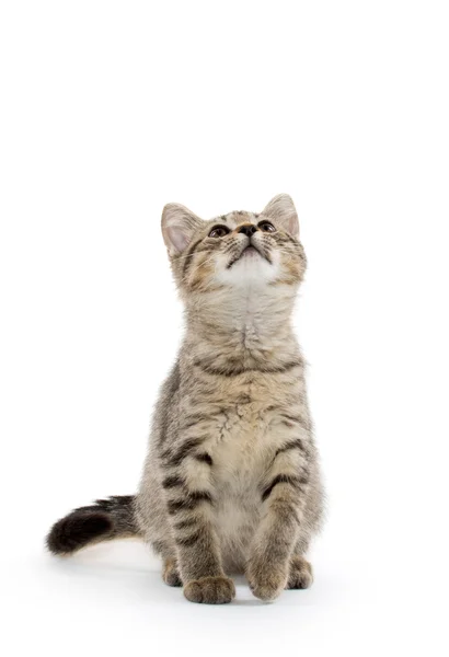 Cute tabby kitten — Stock Photo, Image