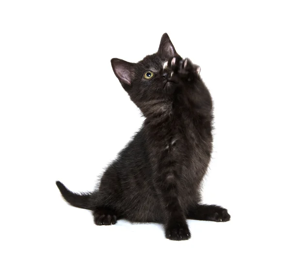 Beyaz üstüne siyah şirin kedi — Stok fotoğraf