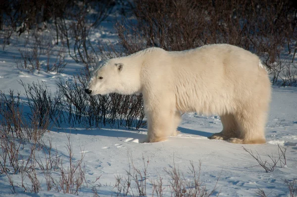 Oso polar hembra grande —  Fotos de Stock