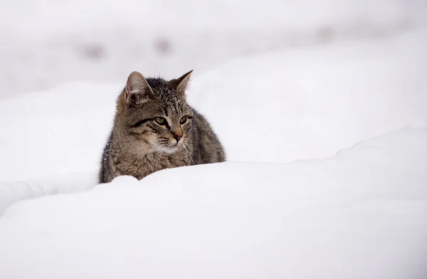 Tabby gatinho na neve — Fotografia de Stock