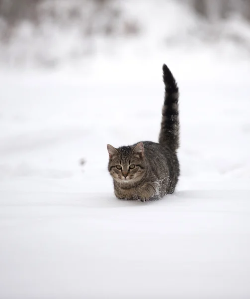 Tabby Kätzchen im Schnee — Stockfoto