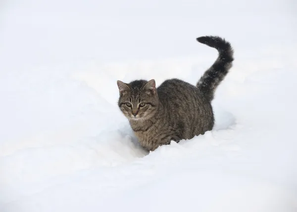 Tabby kattunge i snön — Stockfoto