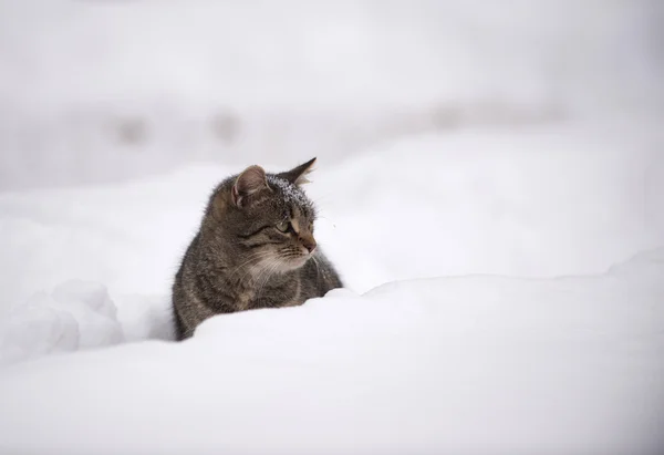 Tabby gatito en la nieve — Foto de Stock