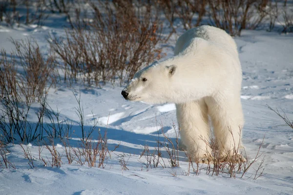 Duże kobiece niedźwiedź polarny — Zdjęcie stockowe