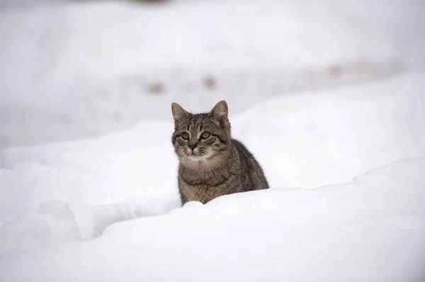 Tabby kitten in the snow — Stock Photo, Image