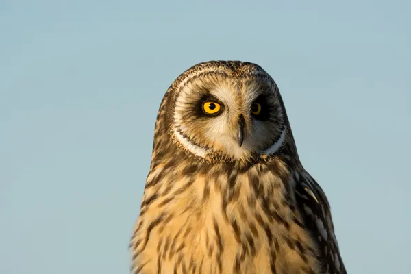 Hibou des oreilles — Photo